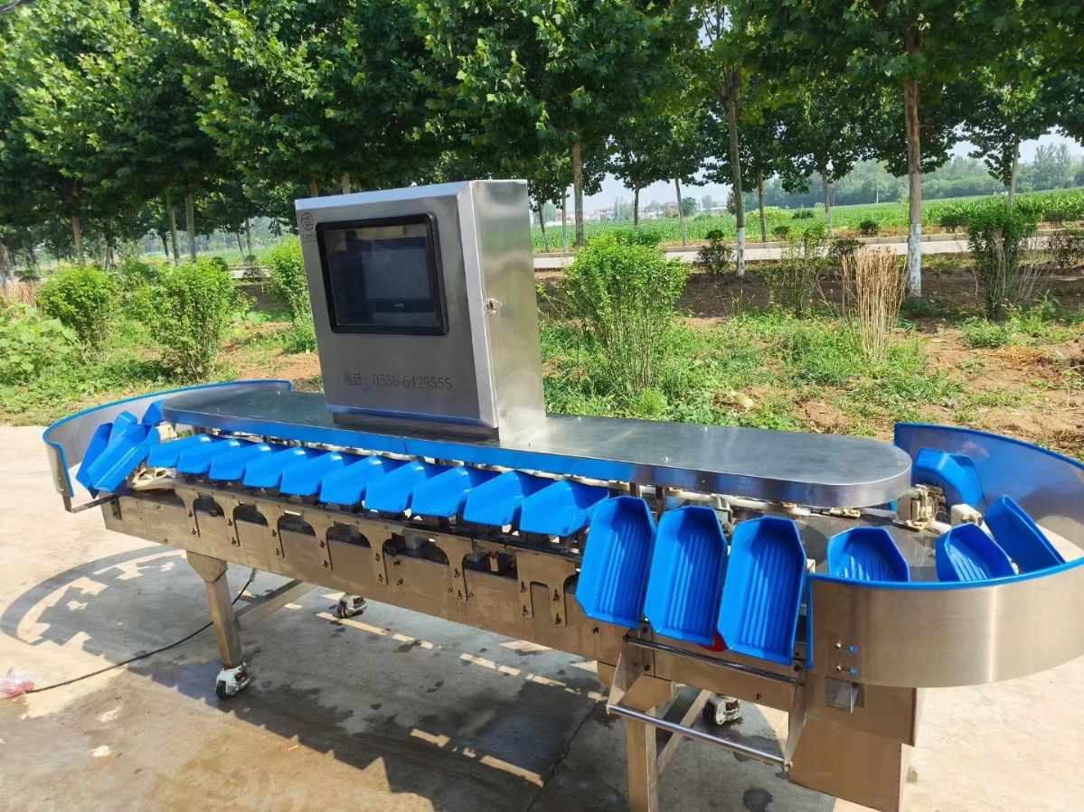 轉(zhuǎn)讓二手重量分選機 一臺3200型6級豬蹄重量分選機